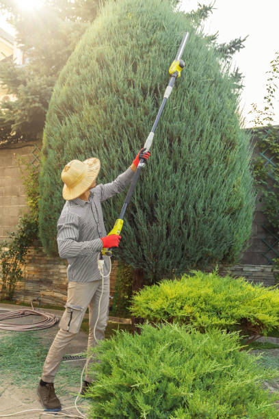 Best Tree and Shrub Care  in Lake Goodwin, WA